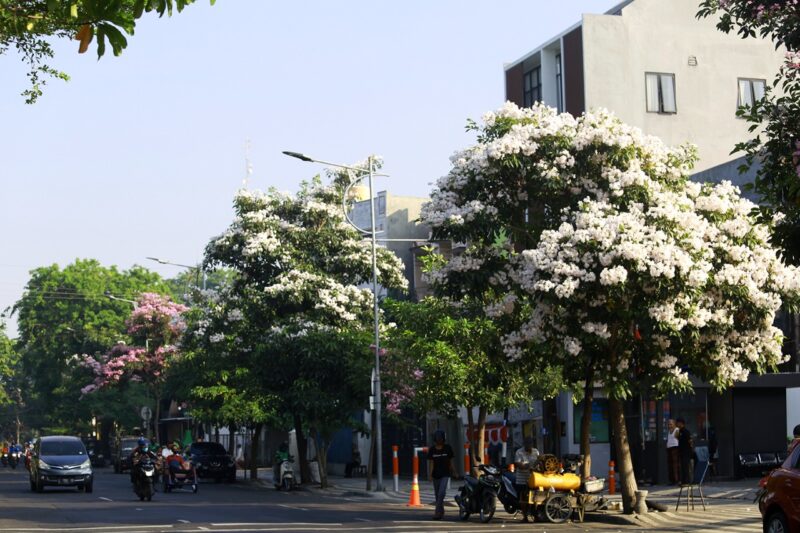 Ribuan Tabebuya Kembali Bermekaran Percantik Kota Surabaya