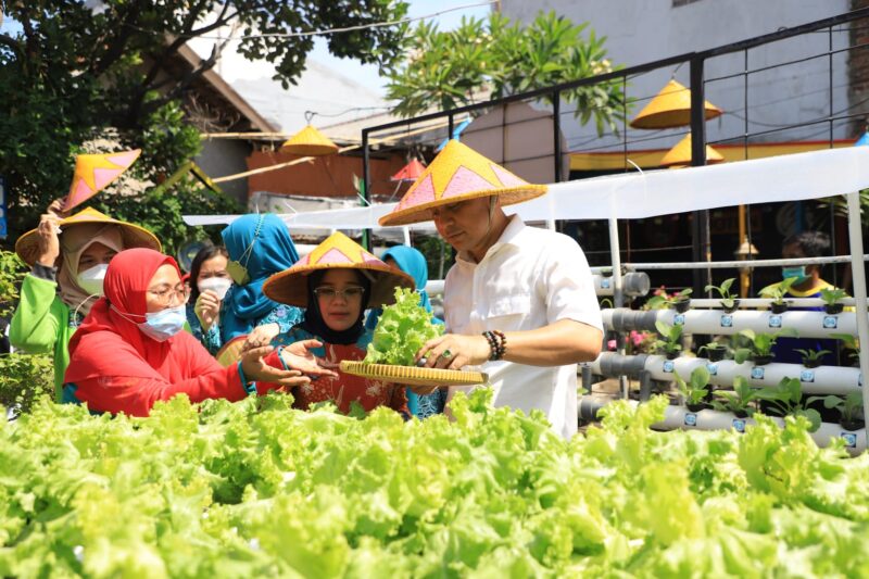 Pemkot Surabaya Jaga Ketahanan Pangan dan Gerakkan Ekonomi Warga Sekitar Lewat Kampung Sayur