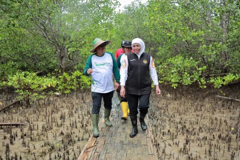 Gubernur Khofifah saat meninjau hutan mangrove di Jawa Timur. (Foto : Dok. Biro Adpim Jatim)