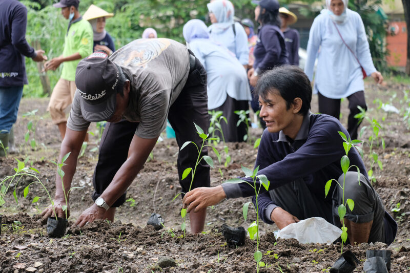 Penanaman bibit cabai dan bawang merah di lahan Sub Terminal Agrobisnis (STA) Karah, Kamis (26/1/2023). (Foto: Diskominfo Surabaya)